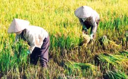 Giá gạo Ấn Độ tăng trong mùa mưa; lũ lụt đe dọa sản xuất gạo Thái Lan, Việt Nam