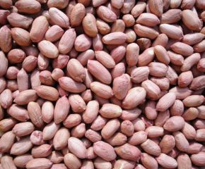 Groundnut Kernel