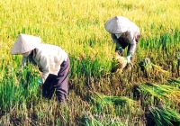 Giá gạo Ấn Độ tăng trong mùa mưa; lũ lụt đe dọa sản xuất gạo Thái Lan, Việt Nam